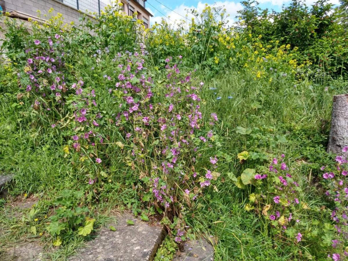 Ferienhaus Fraeulein Frenz Bollendorf Exteriér fotografie